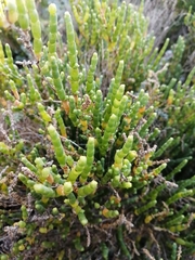 Salicornia littorea