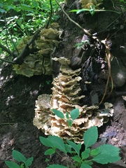 Meripilus sumstinei image