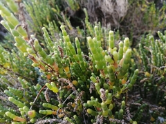 Salicornia littorea