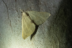 Anachloris tofocolorata