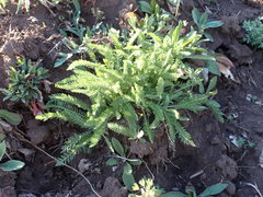 Achillea asiatica