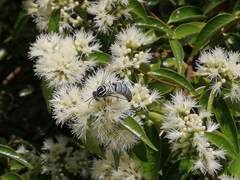 Bembix melancholica