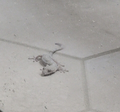 Gekko japonicus