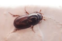 Aphodius
