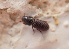 Pleurophorus