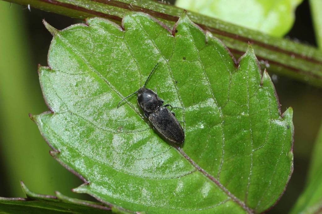 Paracardiophorus opacus