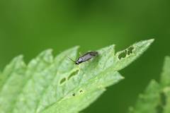 Plagiognathus amurensis