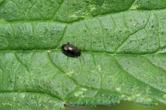 Psylliodes attenuata