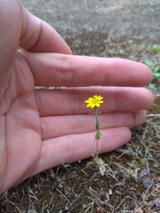 Blackstonia acuminata