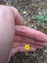 Blackstonia acuminata