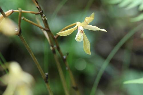 Lecanorchis hokurikuensis iNat (2)