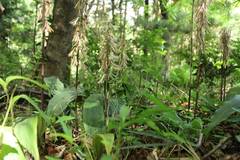 Cremastra appendiculata variabilis