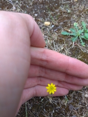 Blackstonia acuminata