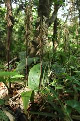 Cremastra appendiculata variabilis