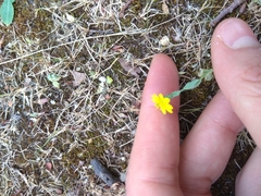 Blackstonia acuminata