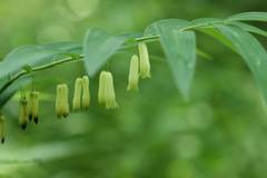 Polygonatum falcatum