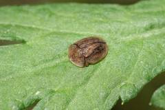 Cassida fuscorufa