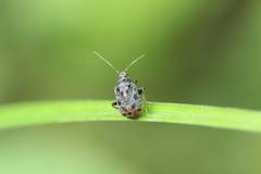 Charagochilus angusticollis