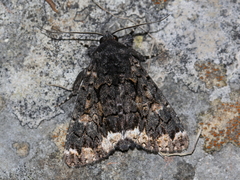 Catephia alchymista