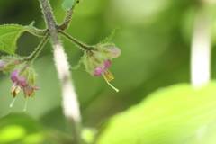 Callicarpa mollis