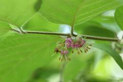 Callicarpa mollis