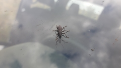 Brachyderes lusitanicus