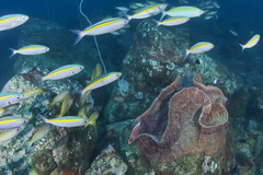 Caesio xanthalytos