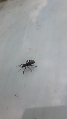 Brachyderes lusitanicus