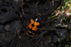 Nicrophorus vestigator