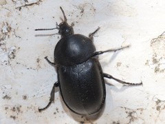 Ablattaria laevigata