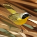 Western Yellowthroat - Photo (c) Sam Hough, some rights reserved (CC BY-NC), uploaded by Sam Hough