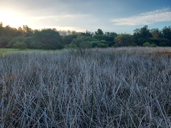 Machaerina articulata