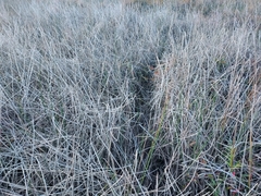 Machaerina articulata