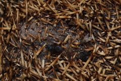 Thanatophilus rugosus