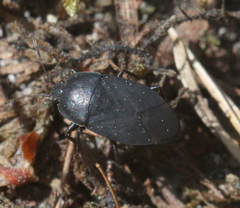 Aellopus atratus