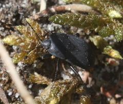 Aellopus atratus