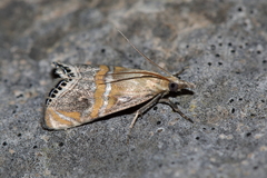 Euchromius bella