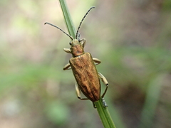 Donacia bicolora