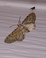 Eupithecia tripunctaria