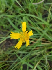 Amblyolepis setigera