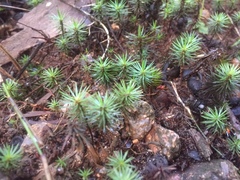 Dawsonia