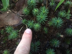 Dawsonia