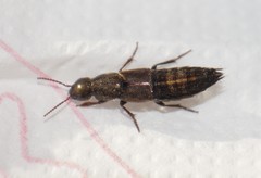 Ocypus sericeicollis