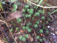 Dawsonia