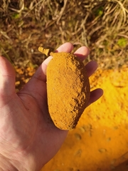 Hymenaea martiana