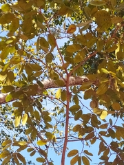 Hymenaea martiana