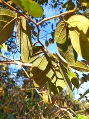 Hymenaea martiana
