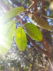 Hymenaea martiana