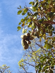 Hymenaea martiana