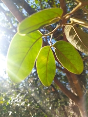 Hymenaea martiana